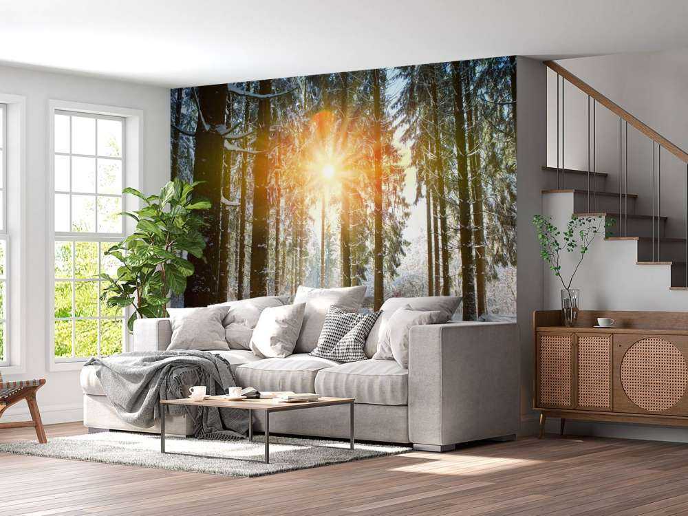 Sunlight in winter forest