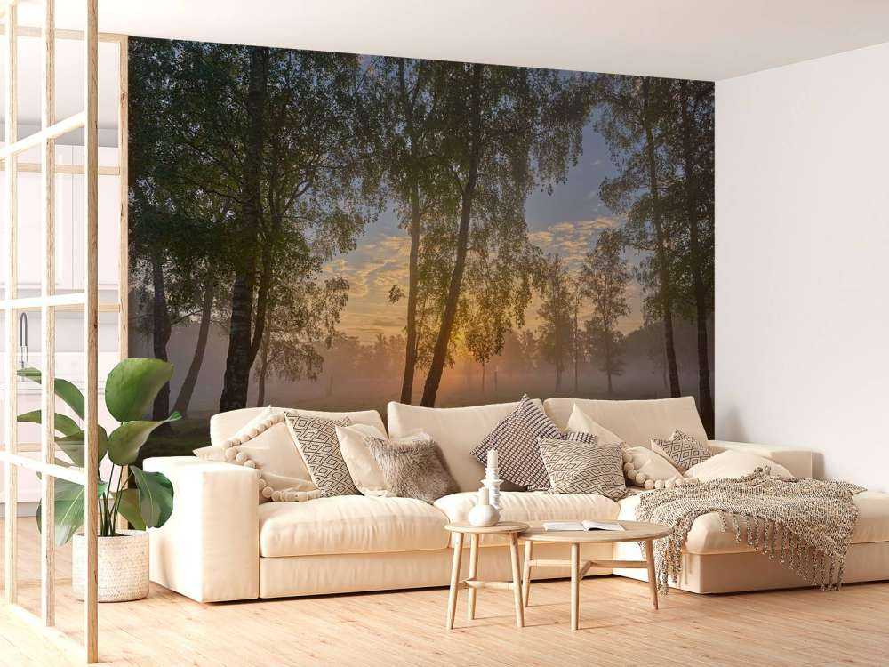 Sunrise by the birches