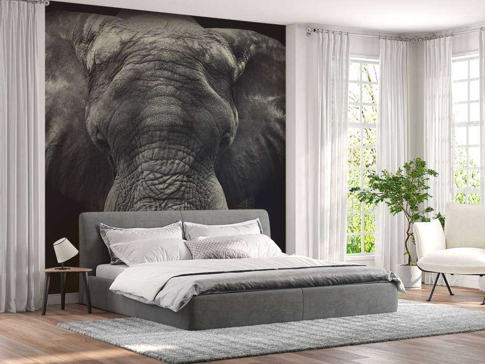 Close-up of an elephant