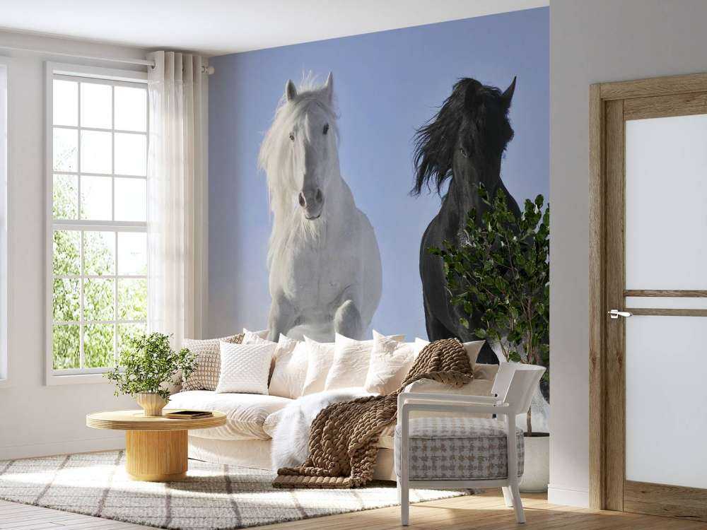 White and a black horse