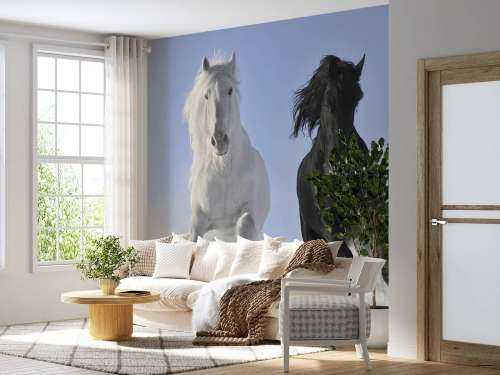 White and a black horse
