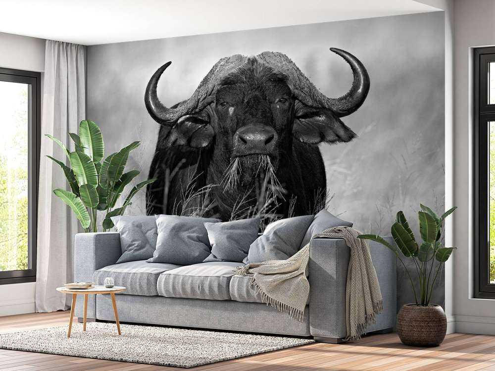 Buffalo in black and white