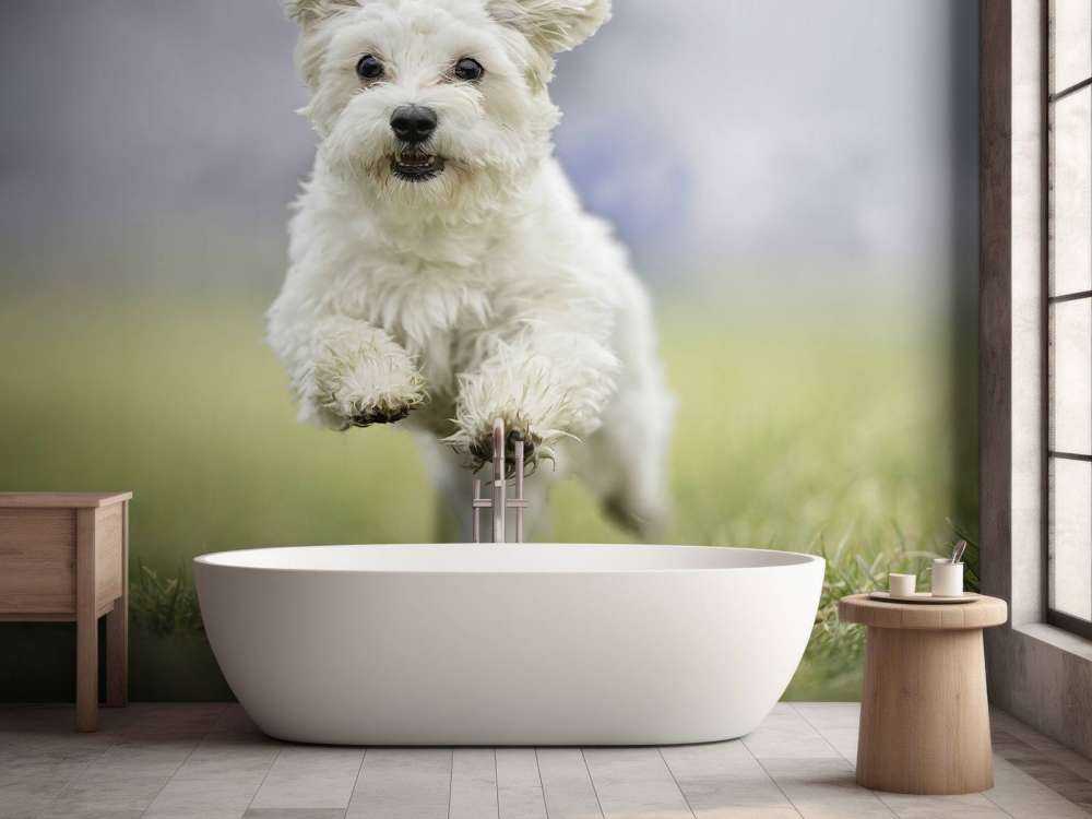 Running Dog