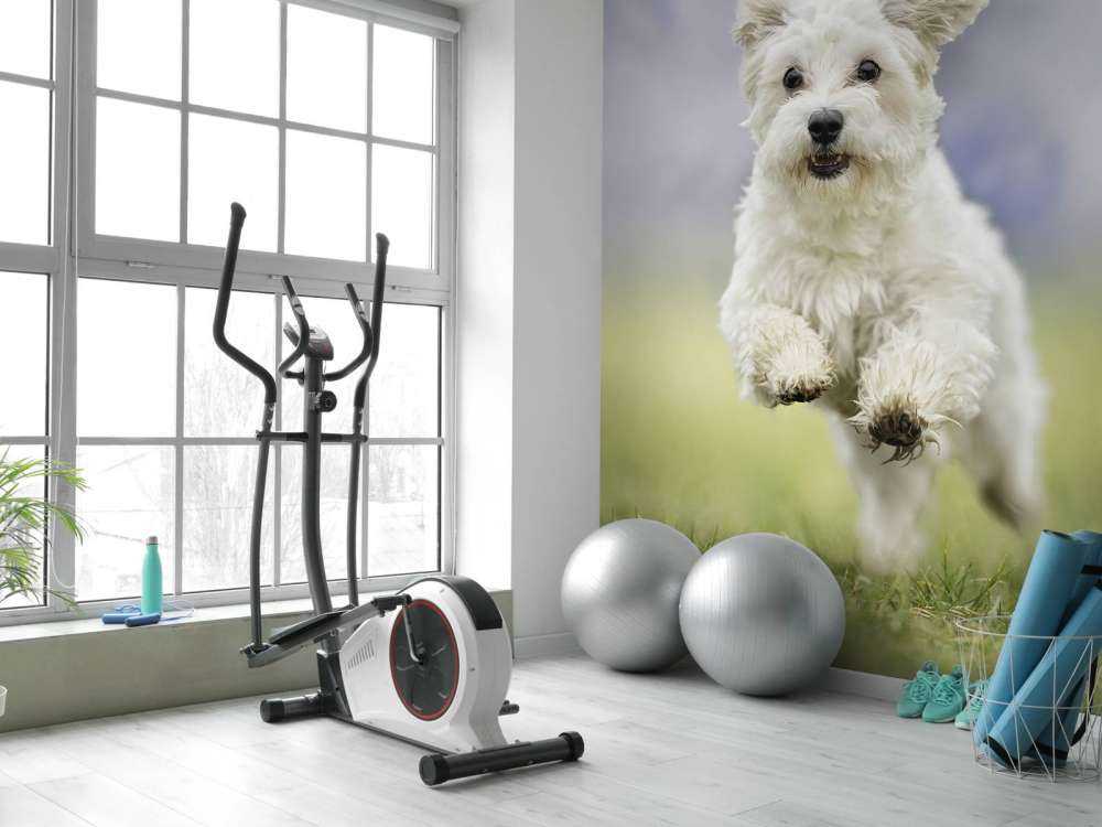 Running Dog