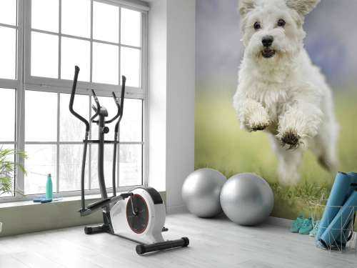 Running Dog