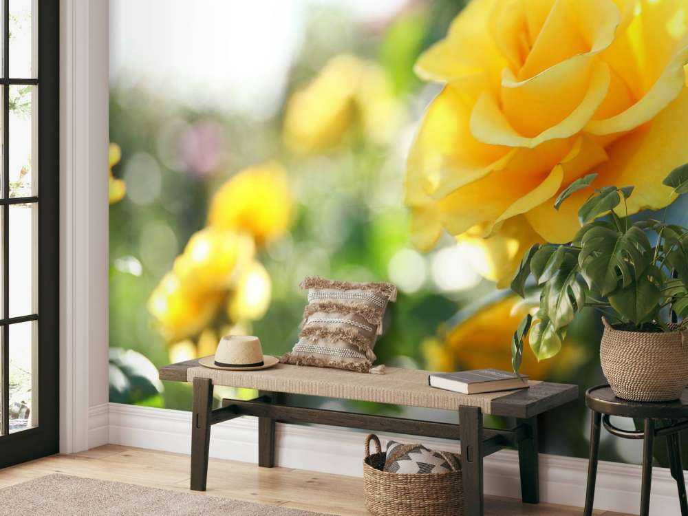 Yellow roses