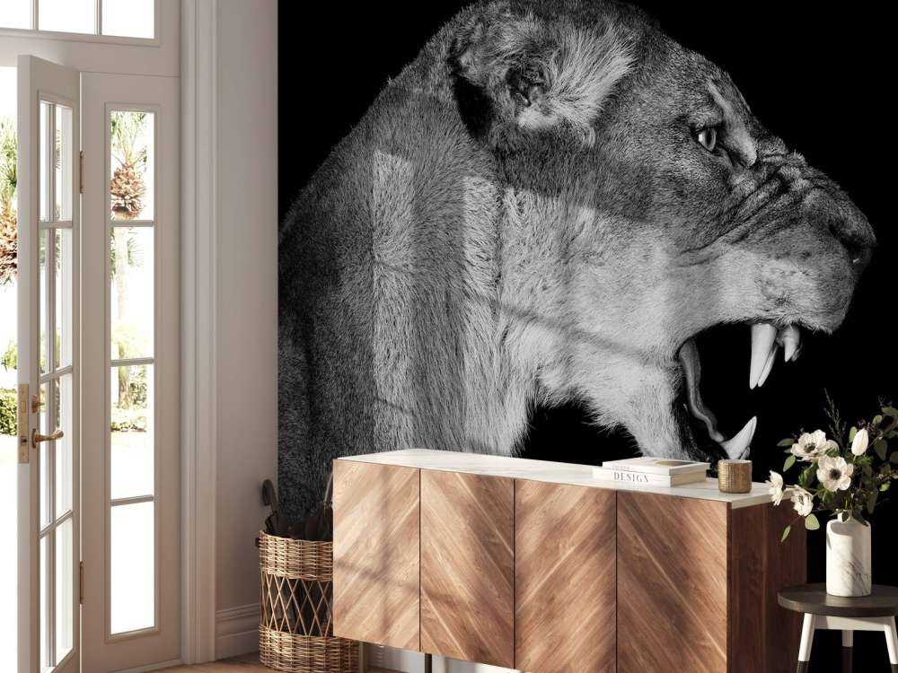 Lioness side view black