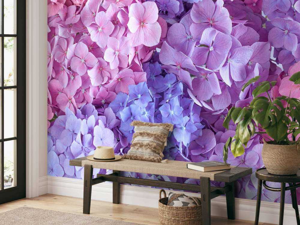 Colorful hydrangeas
