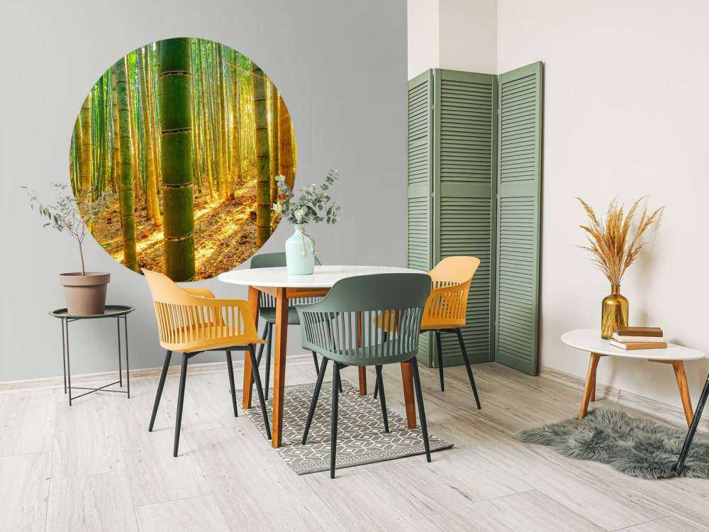 Bamboo forest at sunrise