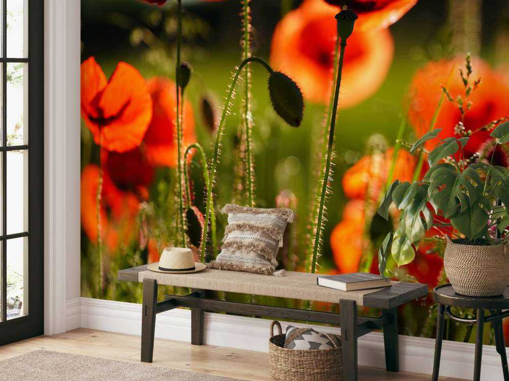 Poppies