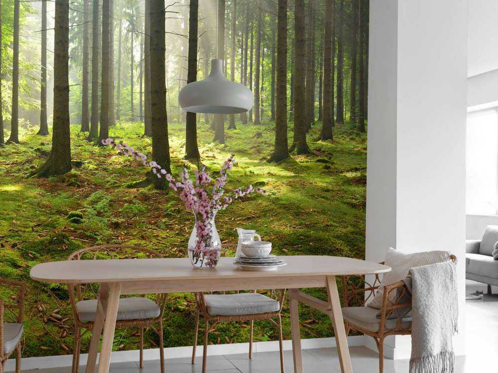 Spruce forest with sunlight