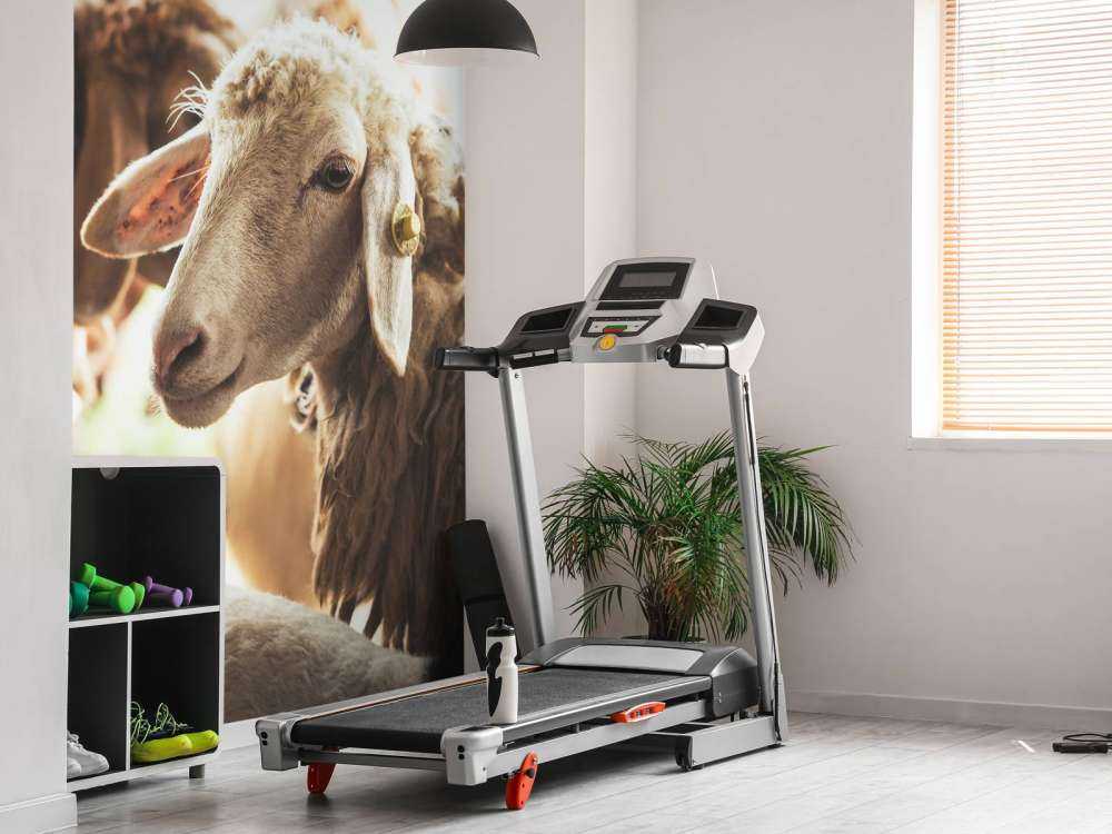 Sheep in stable
