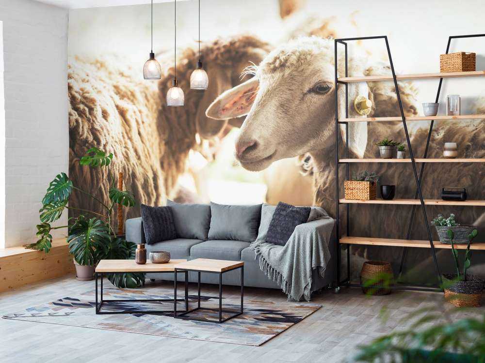 Sheep in stable