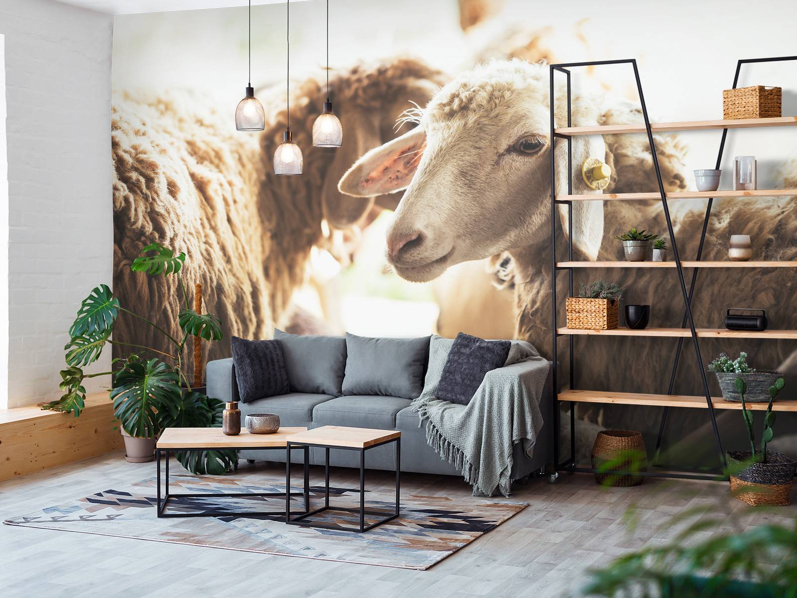Sheep in stable