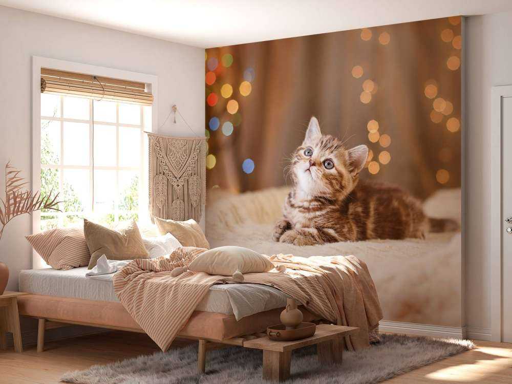 Cute kitten