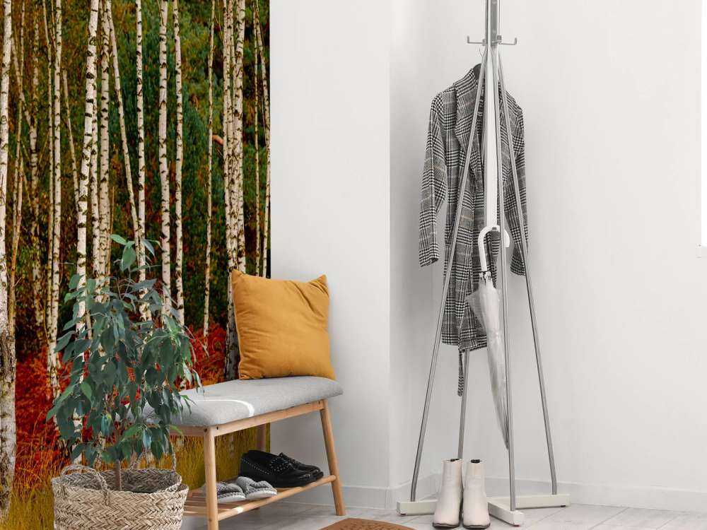 Birch trees at the edge of the forest