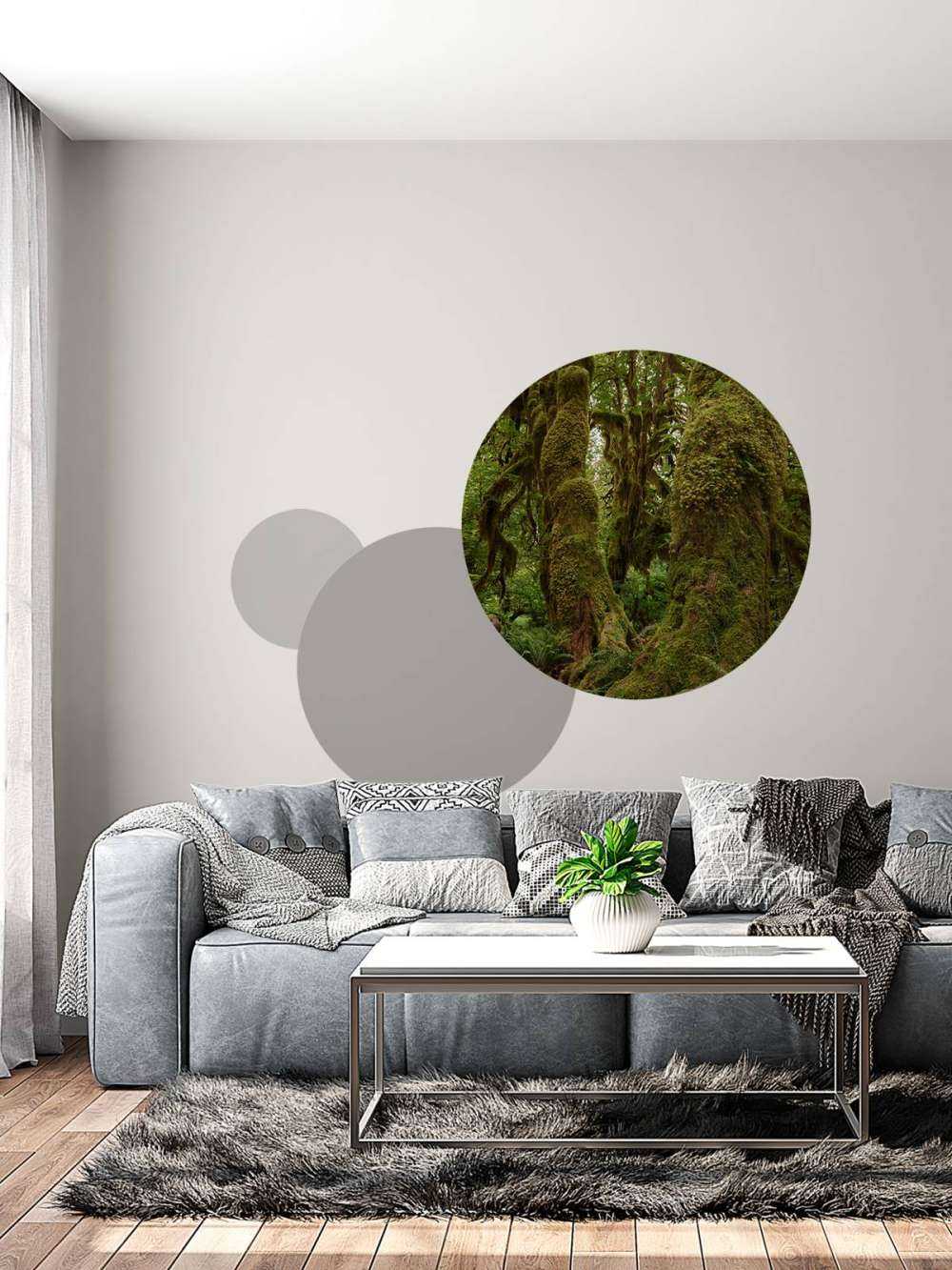 Trees in a rainforest