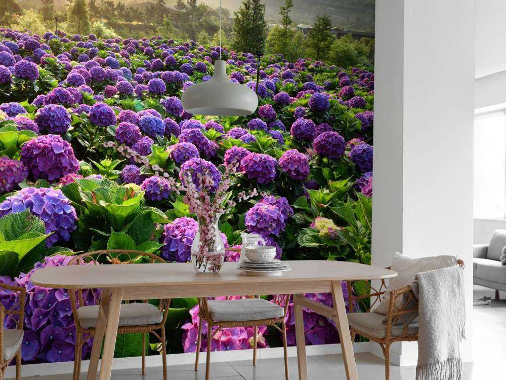 Hydrangeas in a field