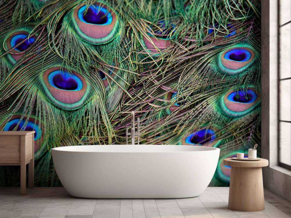 Close-up of peacock feathers