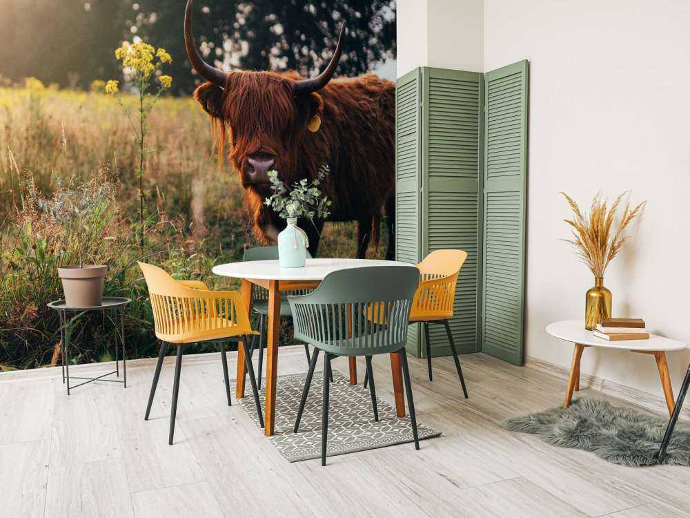 Scottish highlander in the high grass