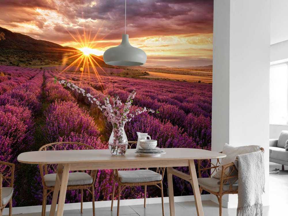 Lavender under the sun