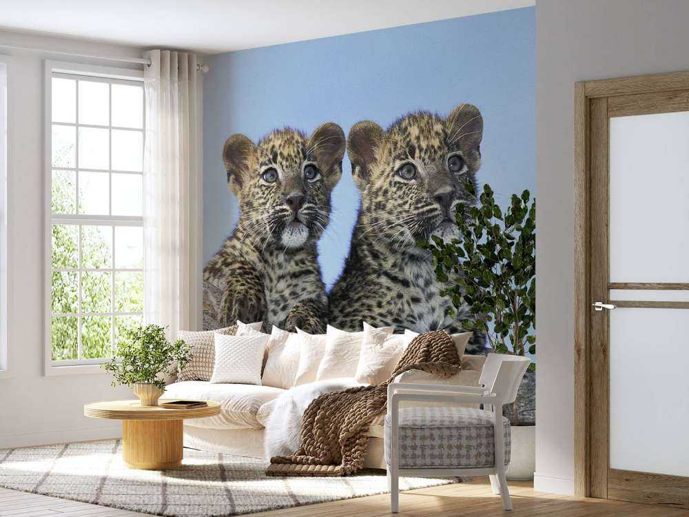 Small leopards