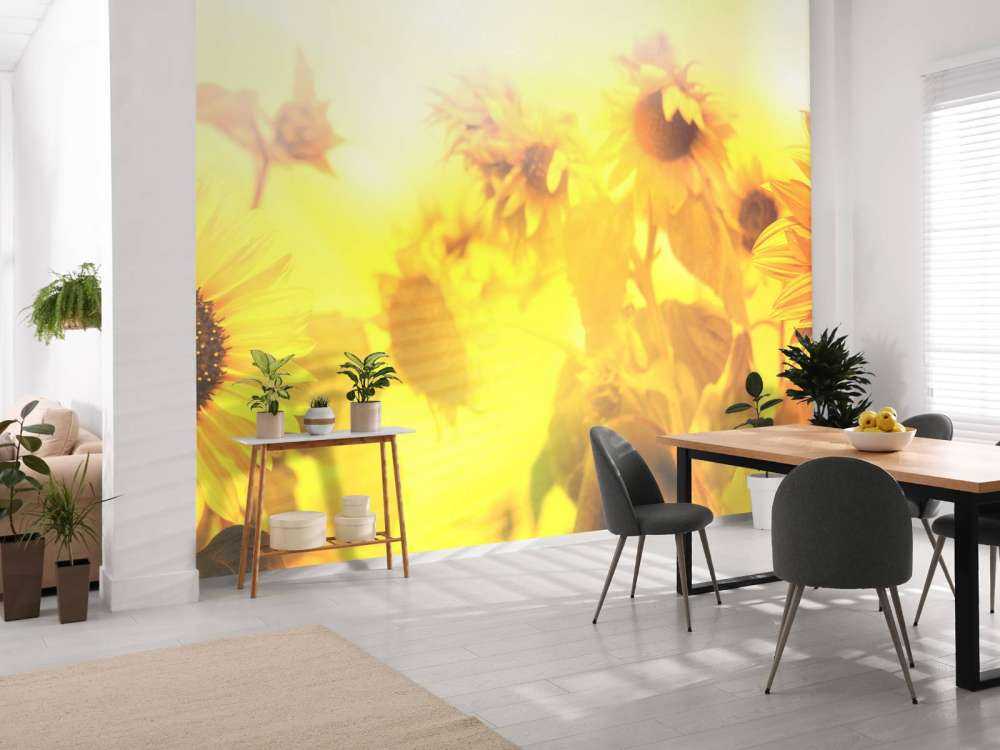 Sunflower panorama