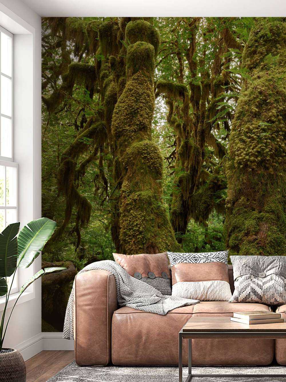 Trees in a rainforest