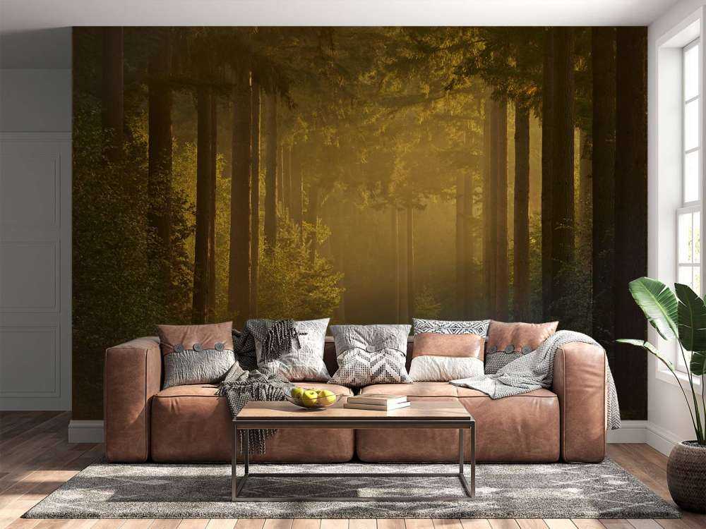 Sunrise on the way through the forest