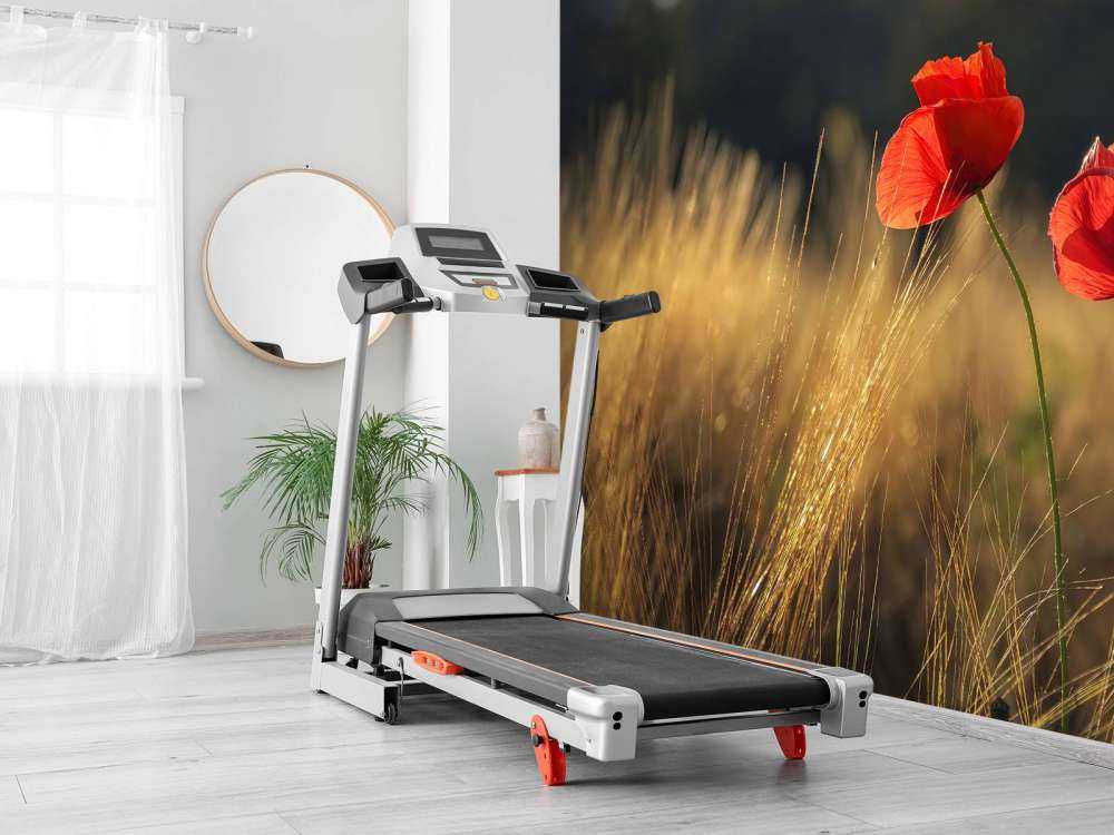 Poppies in a wheat field