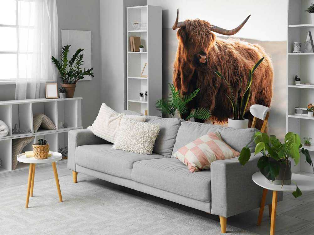 Scottish highlander on a hill