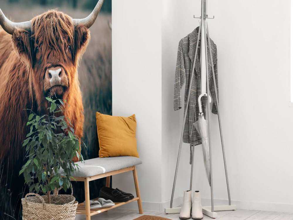 Scottish highlander close-up