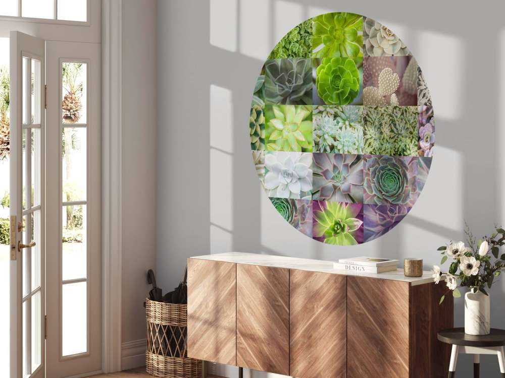 Different succulents