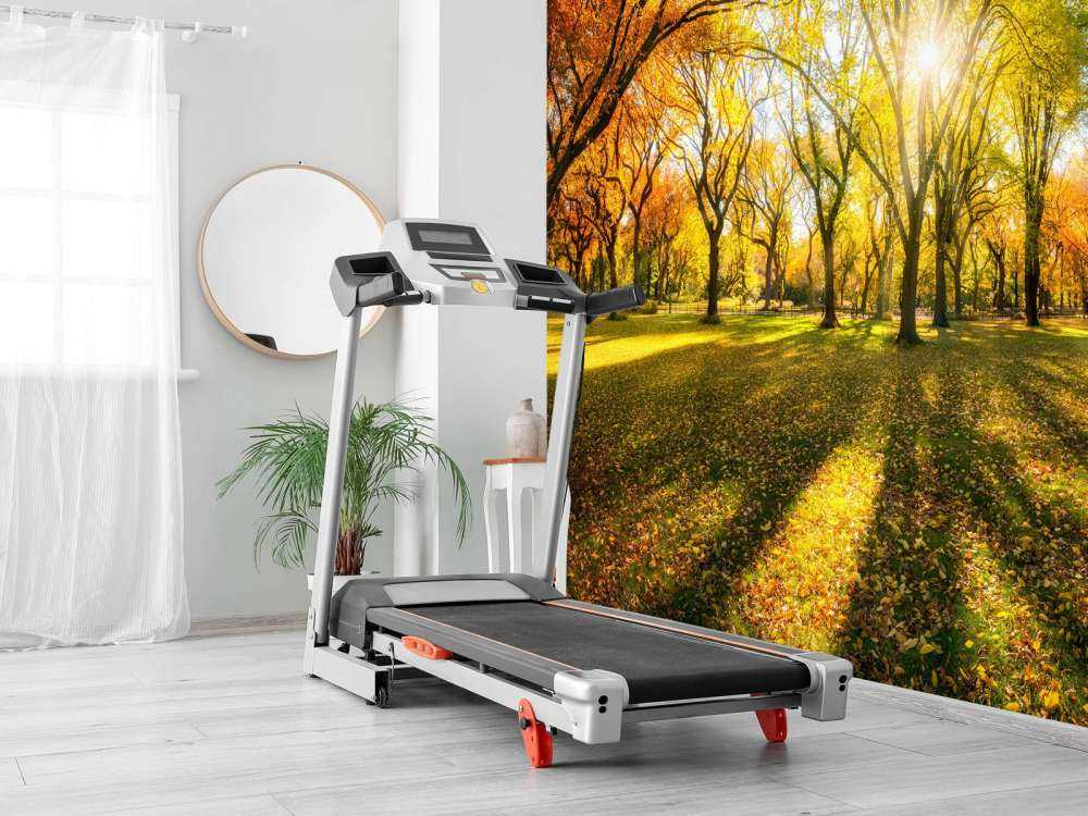 Colourful autumn forest