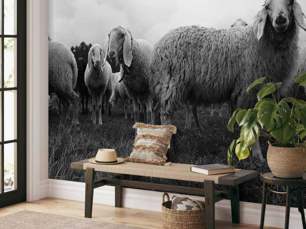 Flock of sheep in black and white