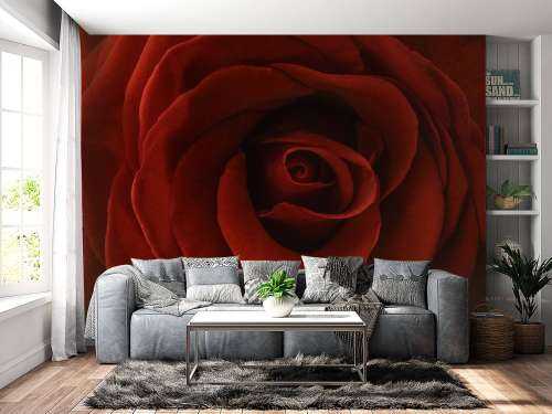 Close-up red rose