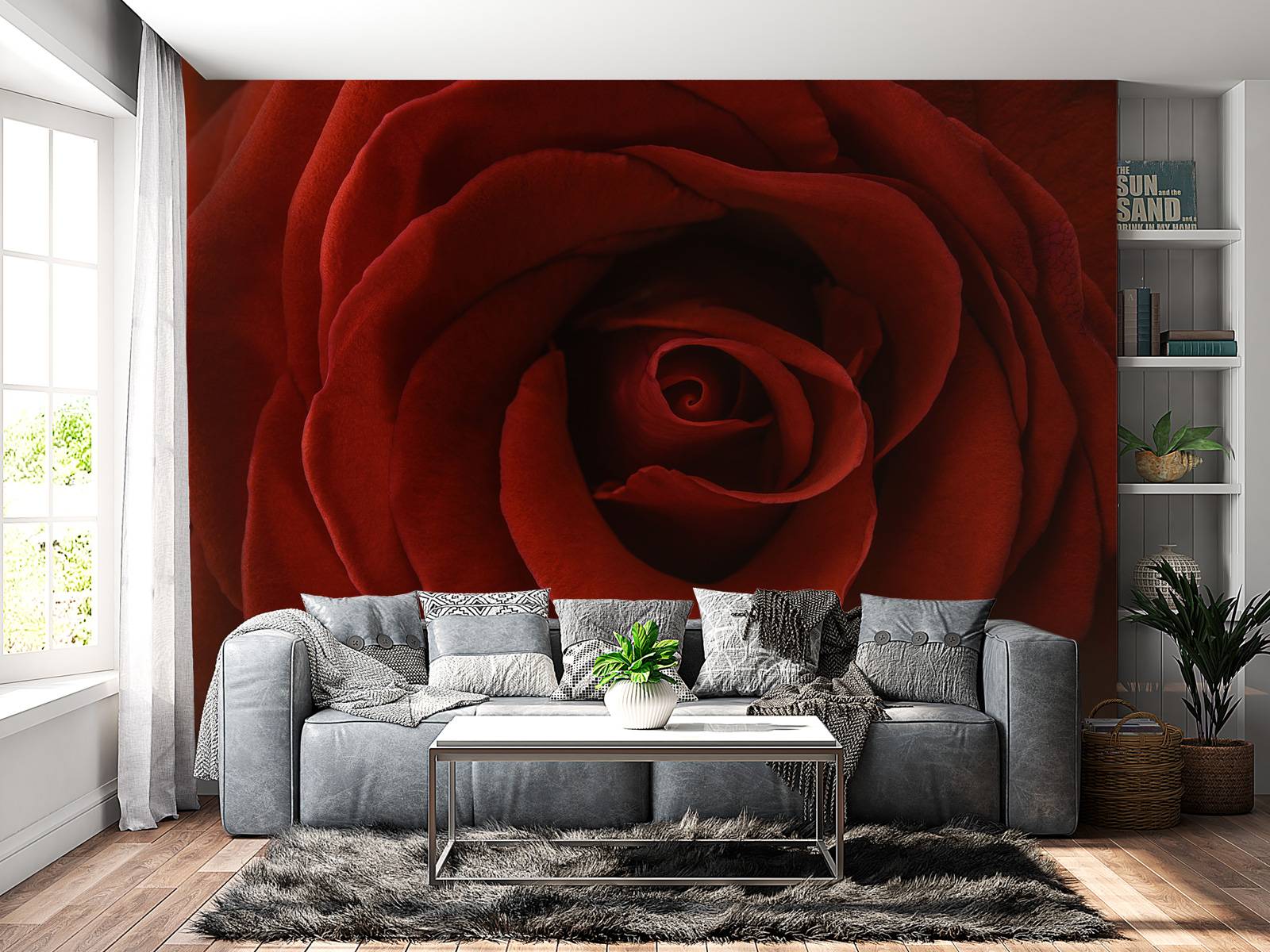 Close-up red rose