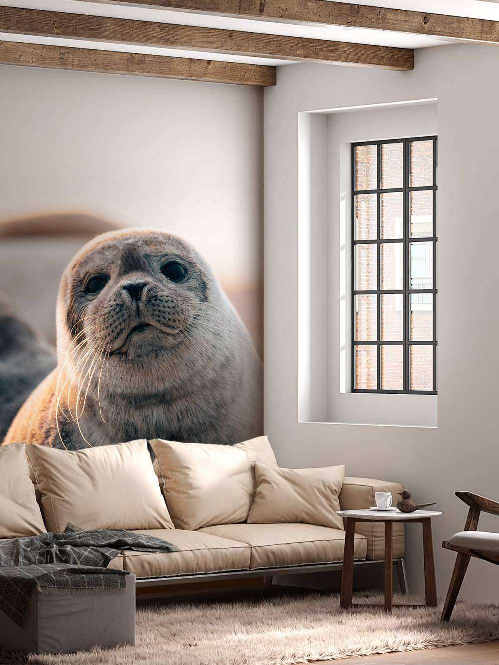 Seal on beach in evening light