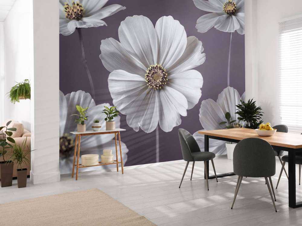 Cosmos flowers