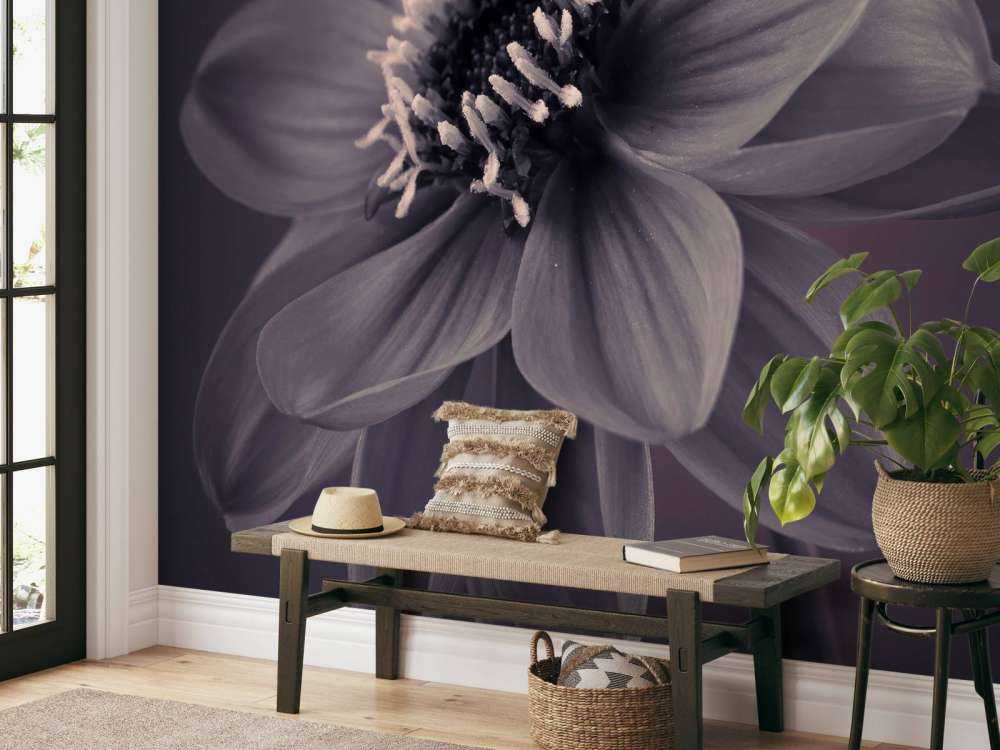 Dark dahlia flower