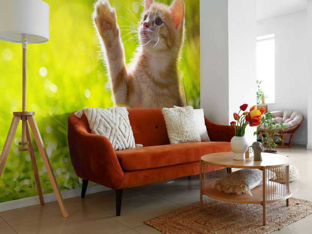 Jonge kat probeert een vlinder te vangen