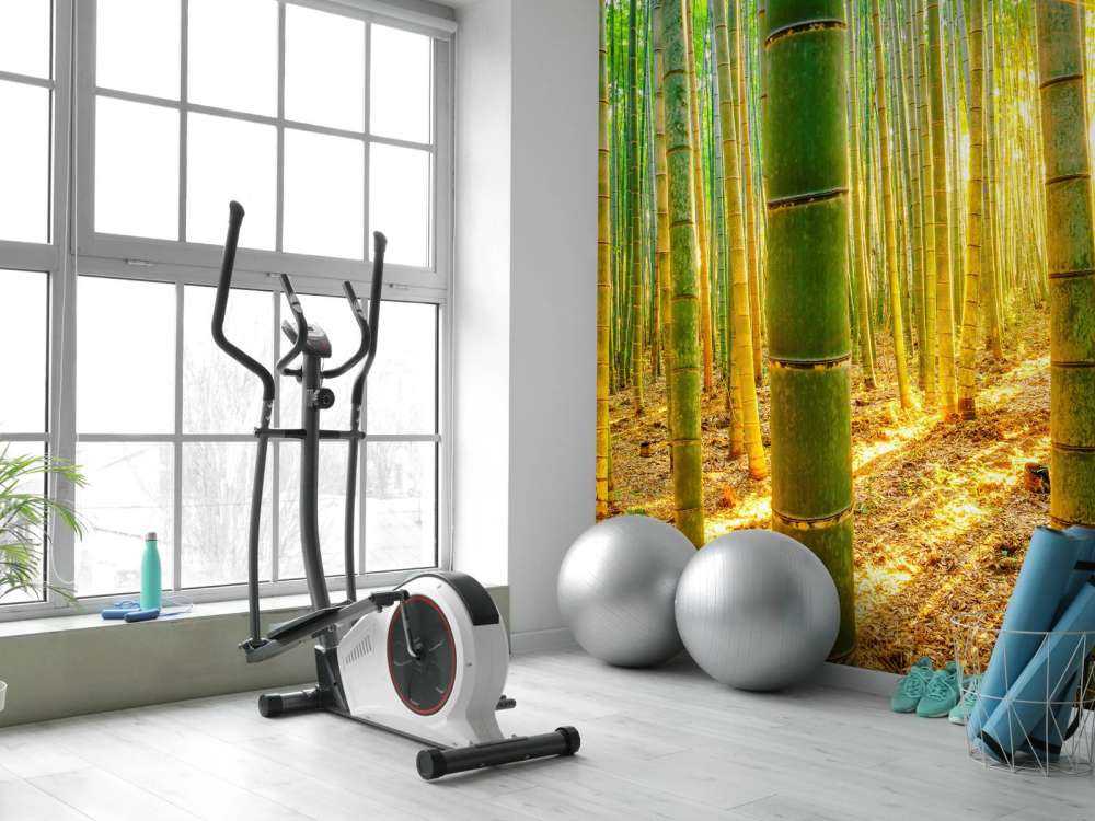 Bamboo forest at sunrise