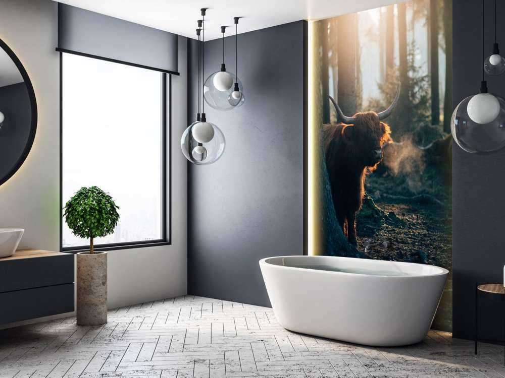 Scottish Highlander in morning light