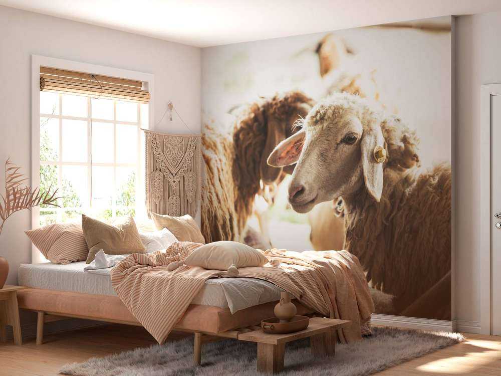 Sheep in stable