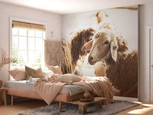 Sheep in stable