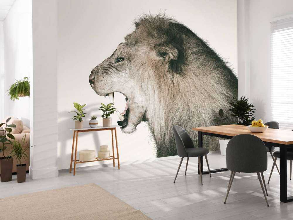 Roaring lion offwhite