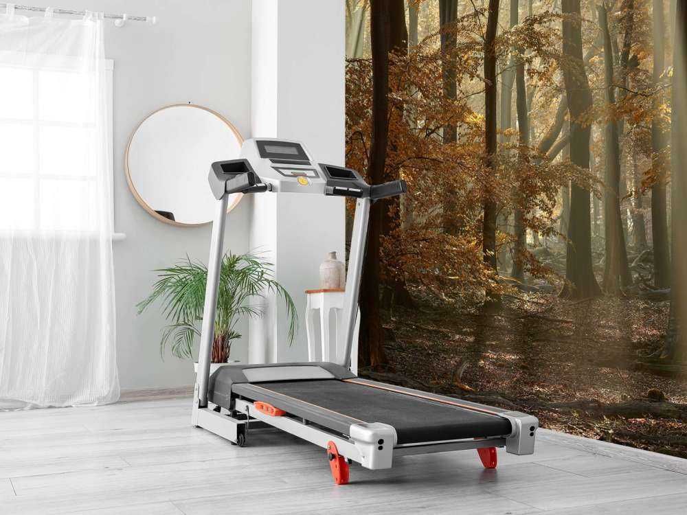 Autumn colours in the forest