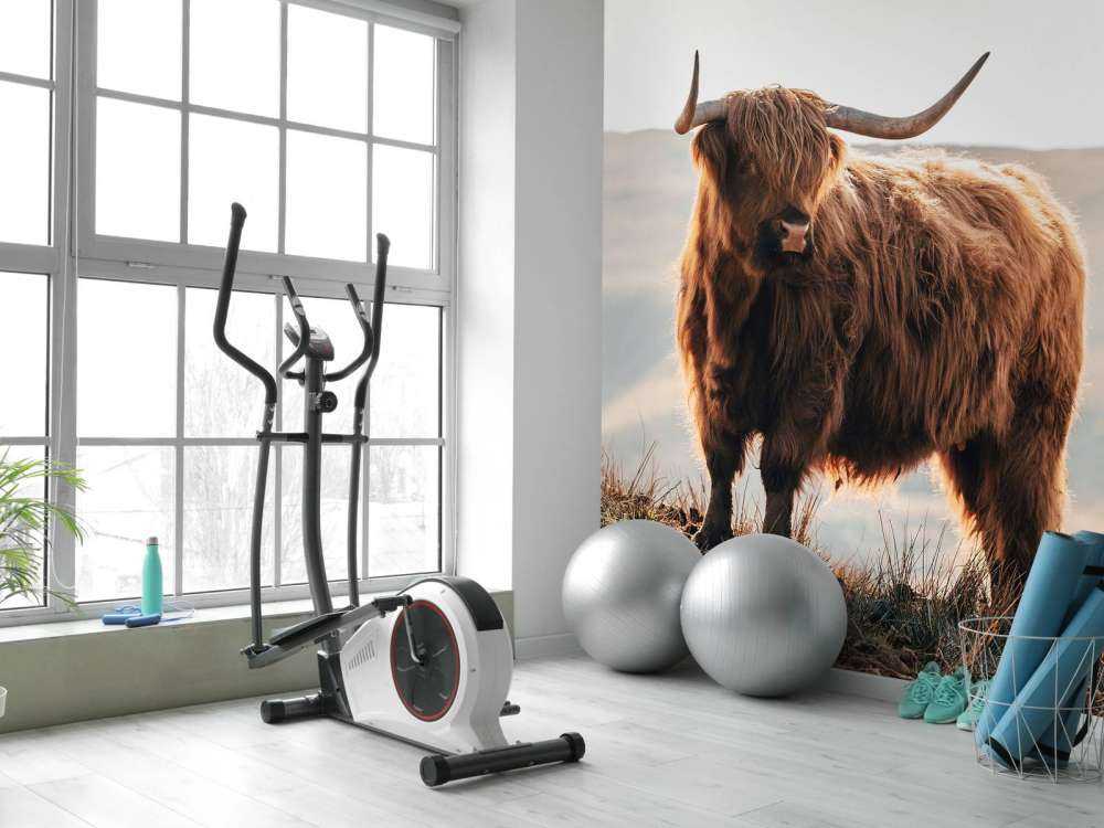 Scottish highlander on a hill