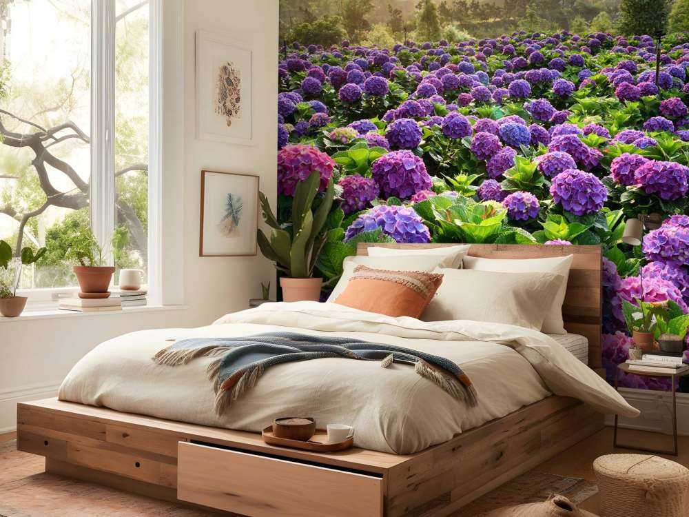 Hydrangeas in a field