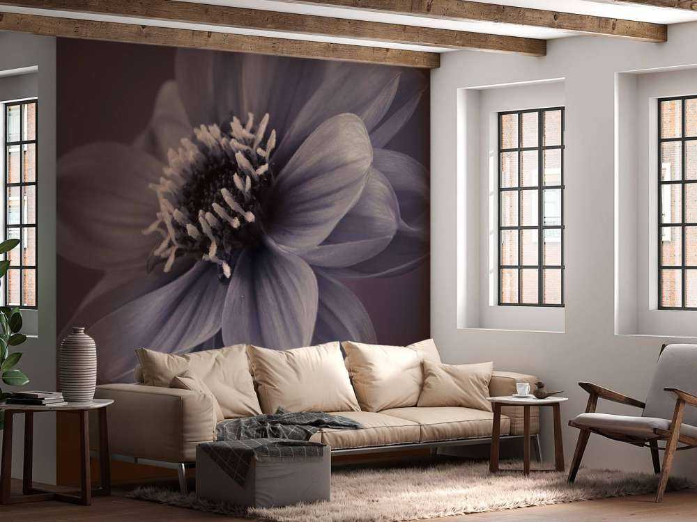 Dark dahlia flower